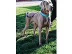 Adopt Pancho a GraySilverSalt and Pepper - with White Weimaraner