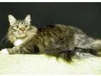 Adopt Swiffer a Domestic Long Hair