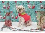 Queenie - Female ChihuahuaTerrier (Unknown Type Small) Mix