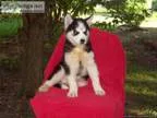 Siberian Husky Puppy for sale Last left