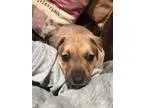 Adopt Hana a Hound Pit Bull Terrier