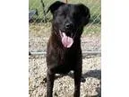 Adopt Zeke a Black Labrador Retriever