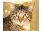 Adopt Donald a Domestic Short Hair
