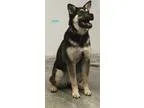 Adopt Jade a Black - with Gray or Silver German Shepherd Dog  Mi