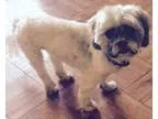 Adopt Troy Valley a Shih Tzu