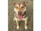 Adopt Rudy a Alaskan Malamute Cattle Dog