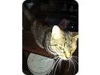 Adopt Joy a Brown Tabby Domestic Shorthair  Mixed (short coat) c