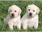 Looking for a free puppy. Please.