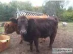 Weanling Heifers
