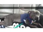 Adopt Jackie a Pit Bull Terrier