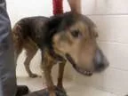 Adopt BUDDY a Golden Retriever  German Shepherd Dog  Mixed dog i