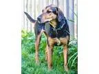 Adopt Tiffany totally cool coonhound girl a Redbone Coonhound