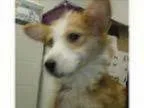 Adopt Baby a Corgi