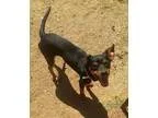 PUREBRED BOSTON TERRIERS...BOYS AND GIRLS