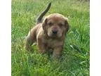 Adopt Buxton a Golden Retriever Coonhound