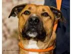 Adopt Obi-Wan a German Shepherd Dog