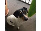 Adopt Simone a Rat Terrier