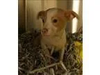 Adopt Ralph Lauren a Terrier