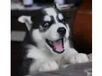 Available for adoption