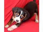 dgjjkgd Nice Looking Beagle Puppies For New Homes