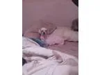 Adopt Wink a Shih Tzu