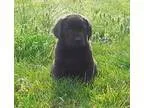 Adopt Winthrup a Rottweiler