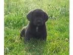 Adopt Bishop a Golden Retriever Coonhound