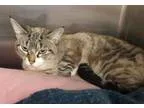 Adopt Sweetie a Tan or Fawn (Mostly) Siamese (short coat) cat in