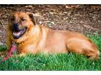 Adopt Sugar Bear a RedGoldenOrangeCh estnut - with Black Labrado