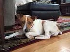 JAYDEN - Male German Shepherd Dog Mix