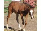Fancy breedingstock colt Invitation Only bred