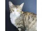 Adopt Dolce a Calico or Dilute Calico Domestic Shorthair cat in 