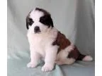 HWEF Saint Bernard Puppy for Sale