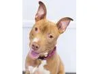 Adopt Woodrow a Pit Bull Terrier