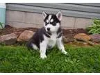 Loueh Siberian Husky Puppies for sale