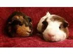 Adopt Bugsy and Fudge a Guinea Pig