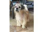 Adopt Kibby a Shih Tzu