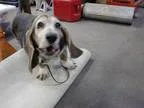 Adopt Poptart a BrownChocolate - with White Basset Hound  Mixed 