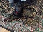 Adopt Fredrick a German Shepherd Dog  Labrador Retriever  Mixed 