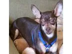 Adopt Brownie a BrownChocolate - with White Miniature Pinscher  