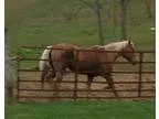 AQHA Palomino Stallion For Sale
