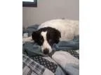 Adopt Candy a Border Collie