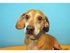 Adopt Tanner a Dachshund Basset Hound