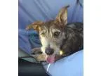 Adopt Cappuccino a TanYellowFawn - with White Terrier (Unknown T