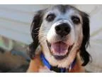 Adopt Brownie a Cocker Spaniel