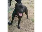Adopt Mia a Pit Bull Terrier