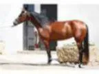 Entertaining yrs Andalusian Horse