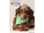 Adopt Rosie-Medical hold a Dachshund