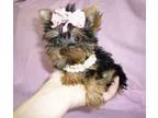 The Smallest Teacup Yorkie Worldwide
