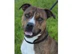 Adopt Rufus a Pit Bull Terrier